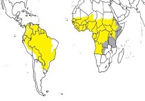 154_Yellow Fever.jpg